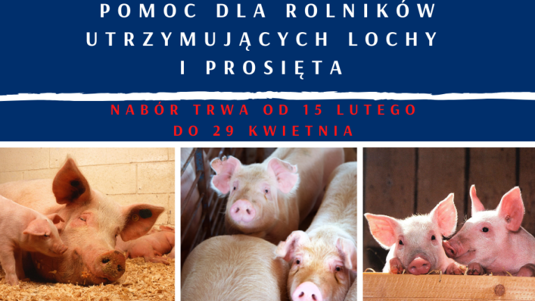 Pomoc dla rolników utrzymujących lochy i prosięta(2).png