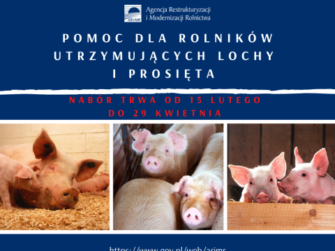 Pomoc dla hodowców loch i prosiąt