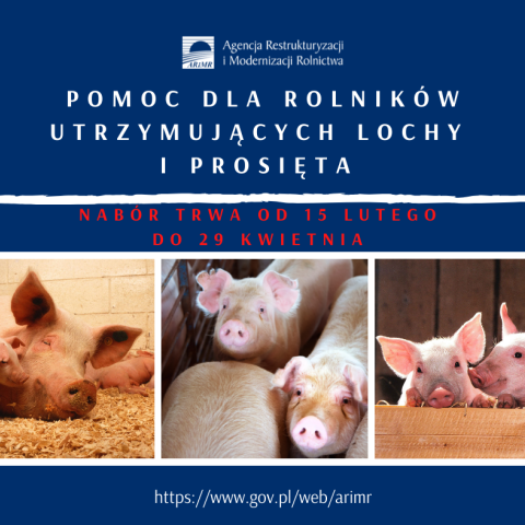 Pomoc dla hodowców loch i prosiąt