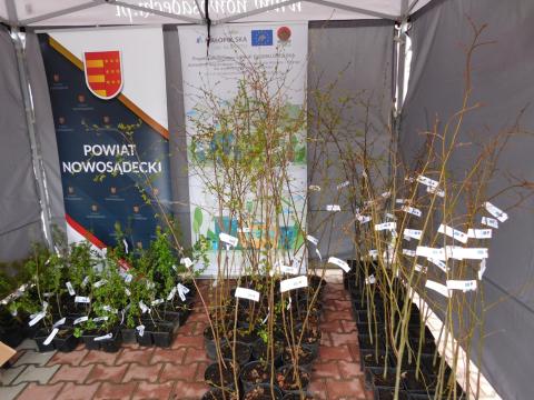 Dzisiaj w Łososinie Dolnej dalszy ciąg kampanii "Drzewa są ważne" w ramach II Małopolskiego Dnia dla Klimatu!