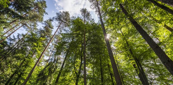 Ogłoszenie Spółki Leśnej Wsi Żbikowice w Stańkowej