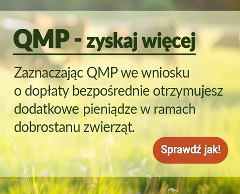 Dodatkowe pieniądze dla hodowców bydła z QMP