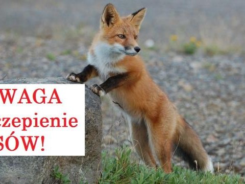 Akcja szczepienia lisów