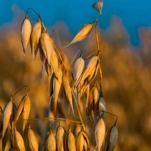 Łososińskie Święto Plonów